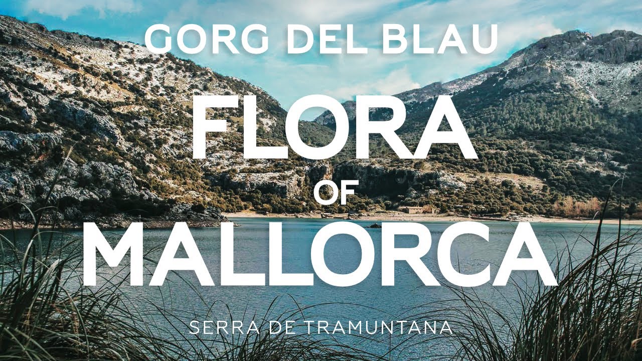 Flora of Mallorca - Gorg del Blau, Serra de Tramuntana