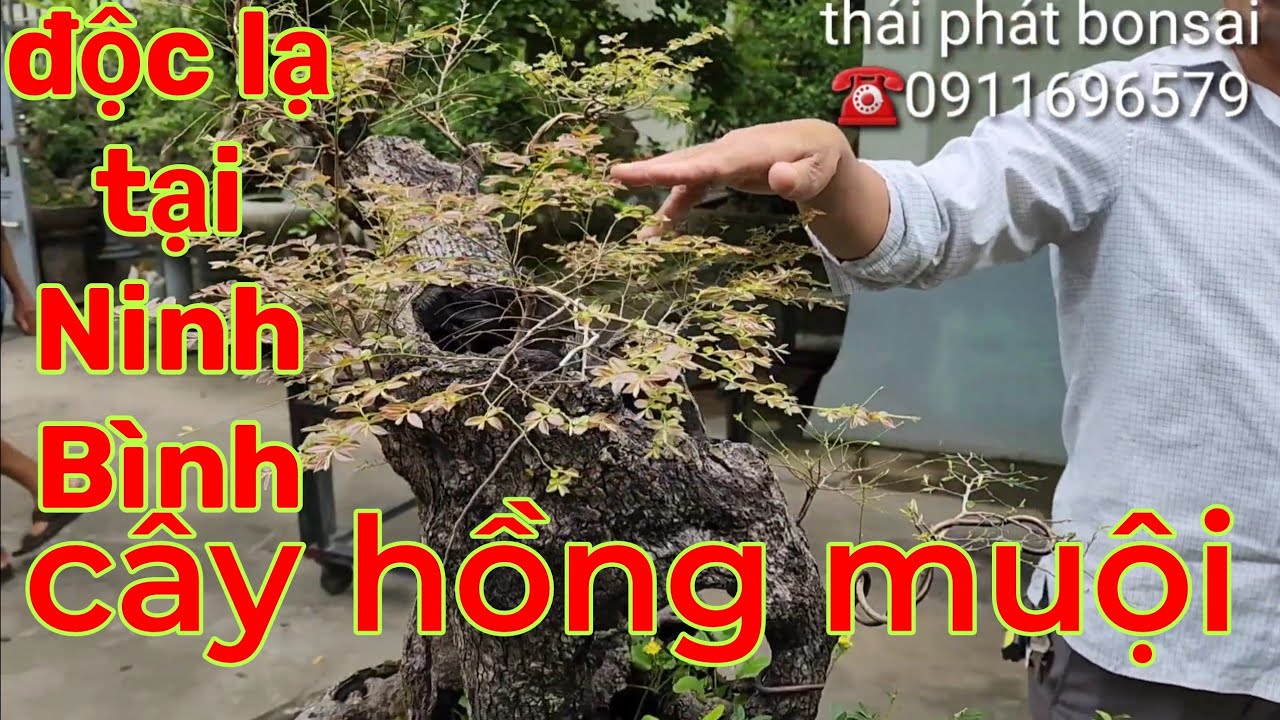 Cây hồng muội Ninh Bình