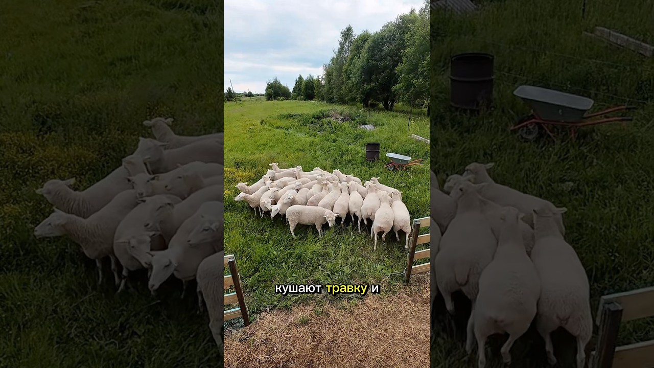 Как вам летающий пастух? #ферма #овцы #дача