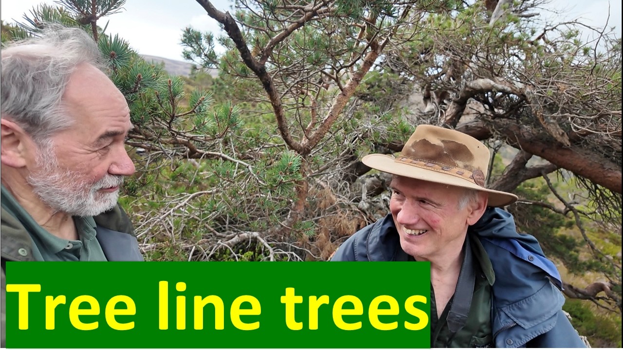 The tree line and Krummholz trees