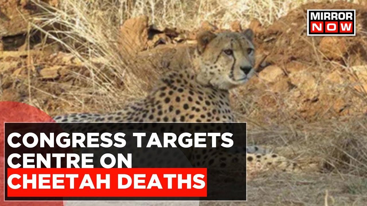 Congress Targets Centre On Cheetah Deaths, Says 'Govt Whitewashing Failures'  | Latest English News
