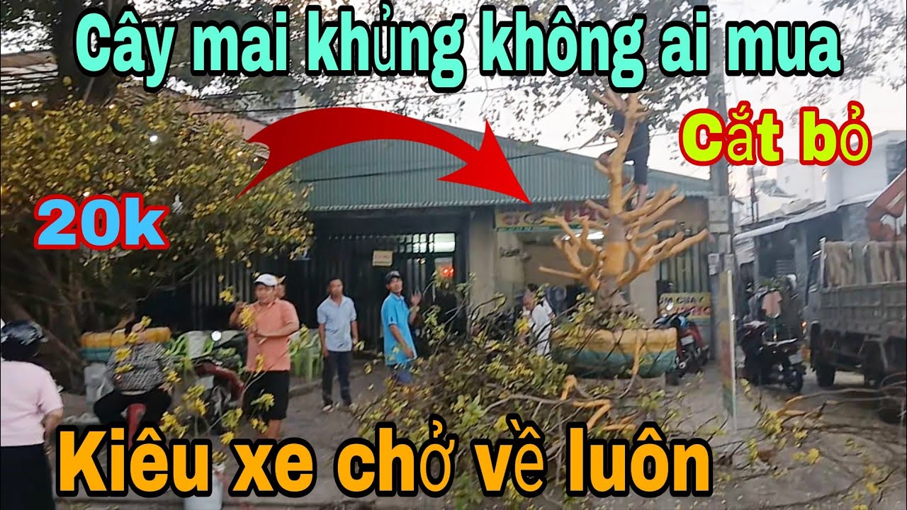 Cây mai khủng không ai mua xả tàng bán nhánh luôn 