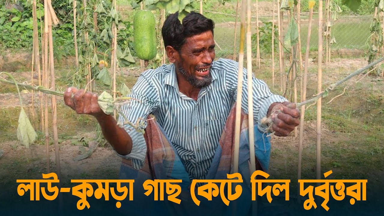 লাউ-কুমড়া গাছ কেটে দিল দুর্বৃত্তরা, থামছেই না নজির মিয়ার কান্না | Cumilla | Dhaka Post