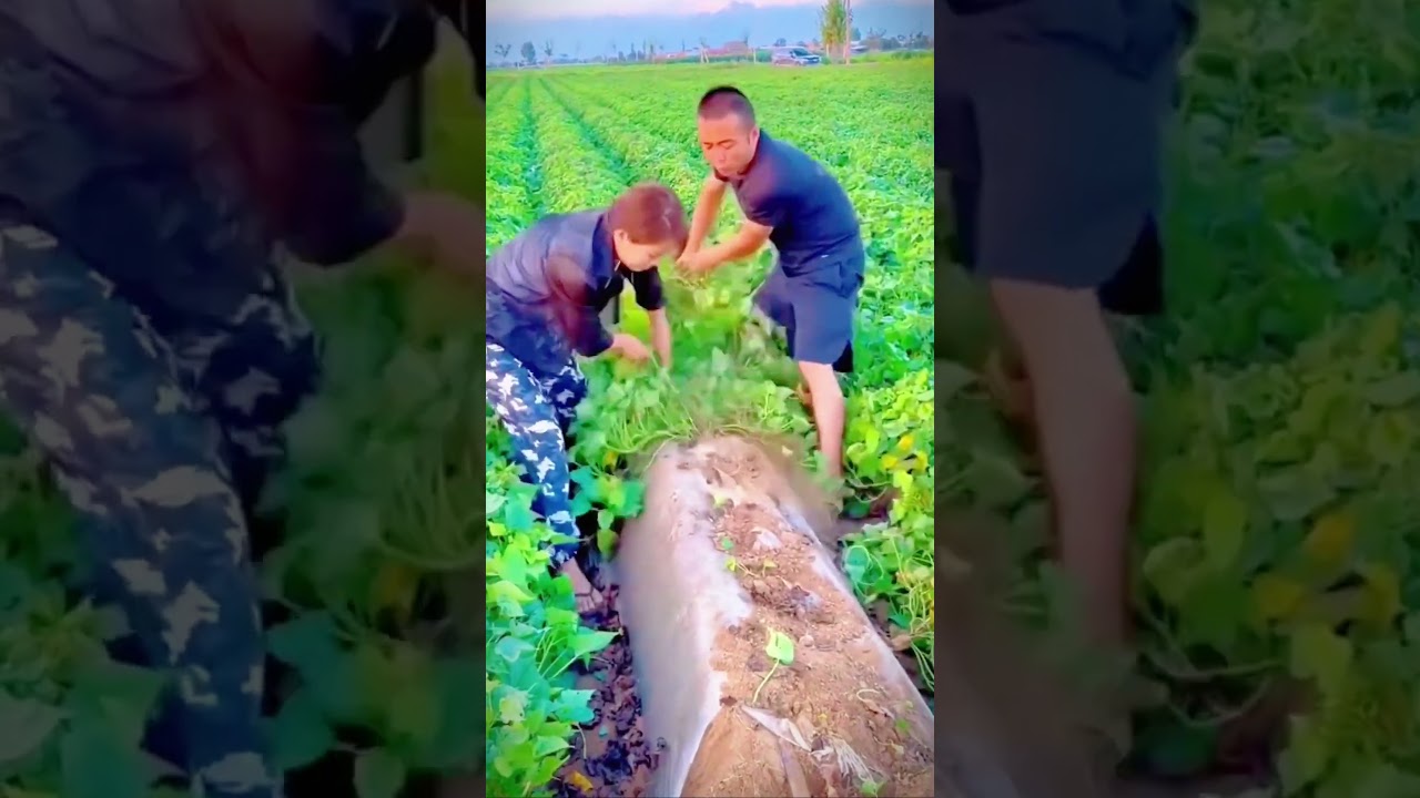 Cassava farmers harvest large and satisfying yields #shorts