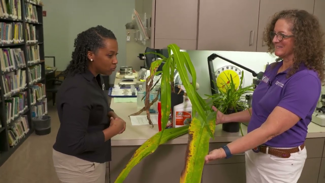 Решения для расширения сада | Ржавчина лилии кринум