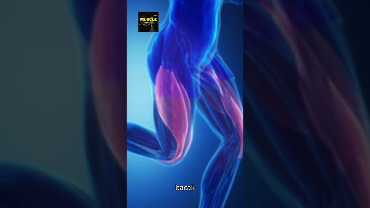 Vastus Lateralis 
