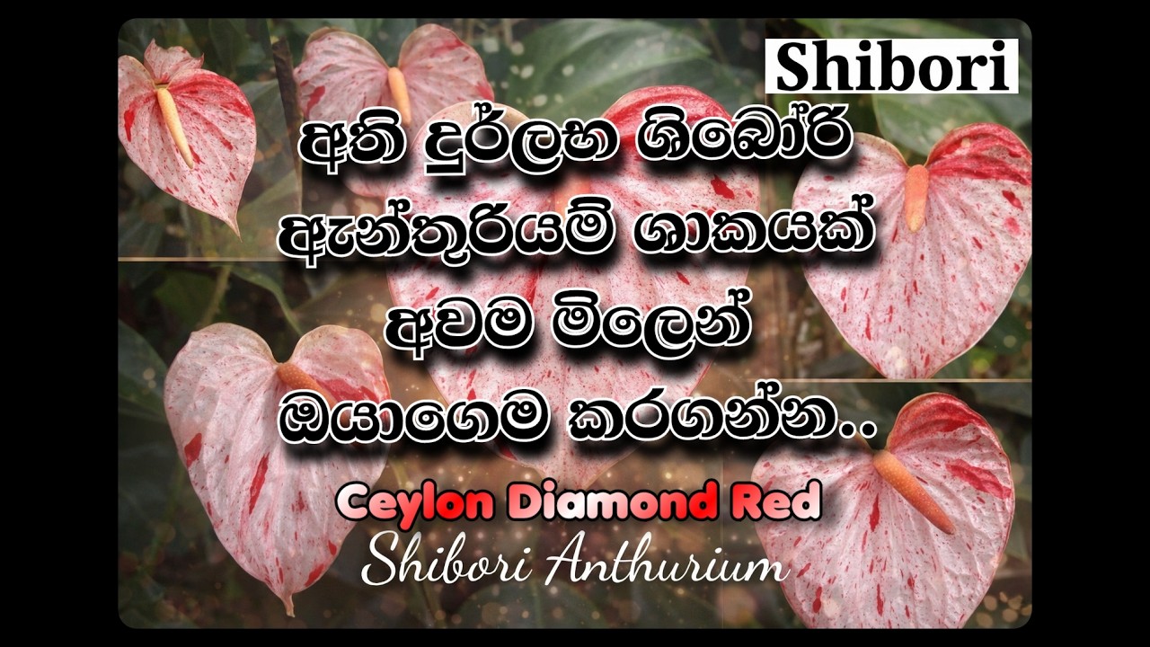 🚨 දුර්ලභ Shibori ඇන්තුරියම් ඔයාලගෙ COLLECTION එකේ තවමත් නැද්ද…—  සීමිතයි! 🚨 #anthurium #limited