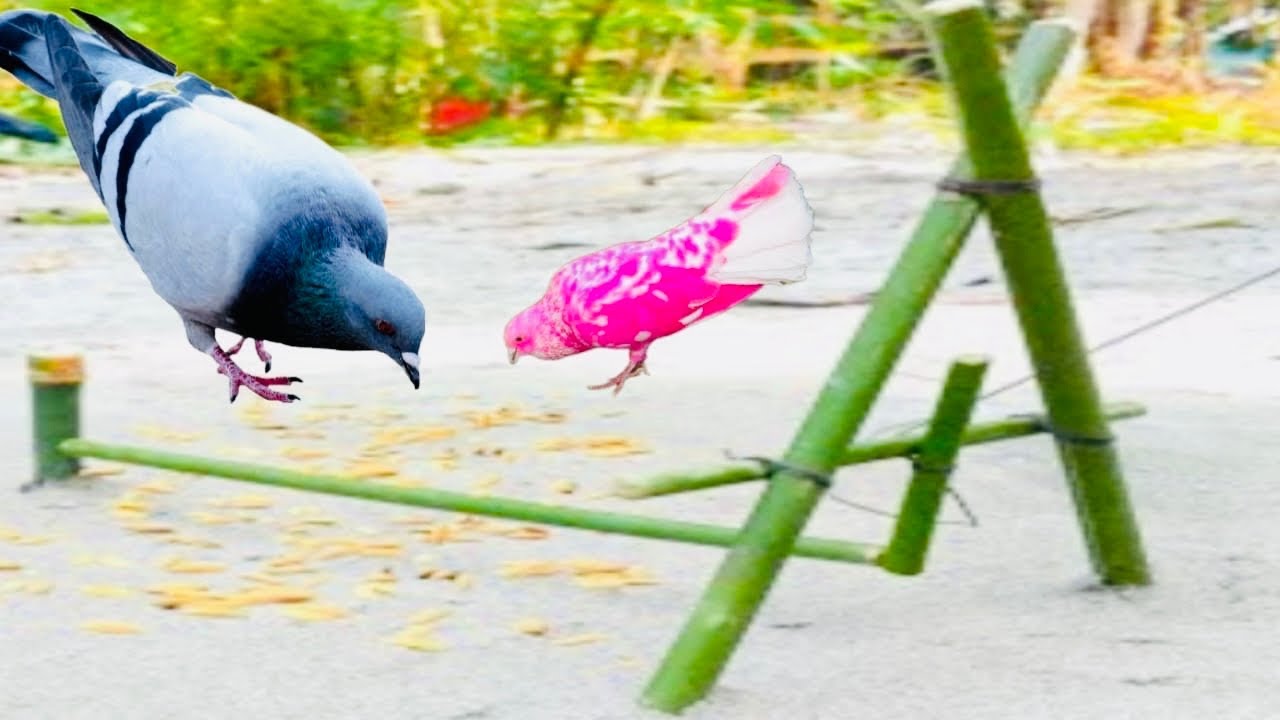 Birds catching traps | Pigeon trap using sticks | bamboo traps | @MsBirdTraps |
