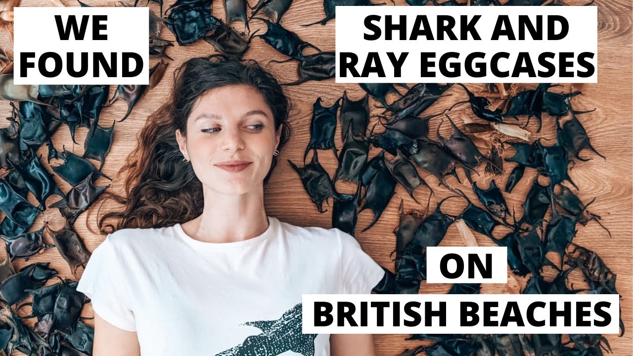 You wont BELIEVE these can be found on BRITISH BEACHES! We found and identified SHARK and RAY Eggs!