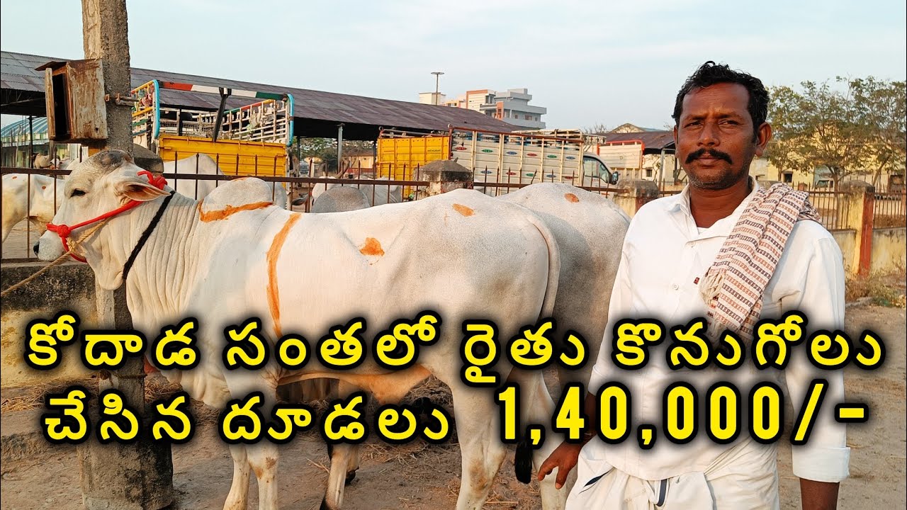 Best Quality Ongole Bulls 140000 Kodada Bulls market  #ongolebull #ongolecattle