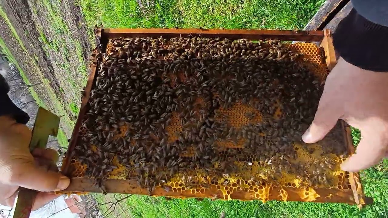 nemacka tehnika rada sa termo daskama (sa selekcionisanom genetikom) I deo