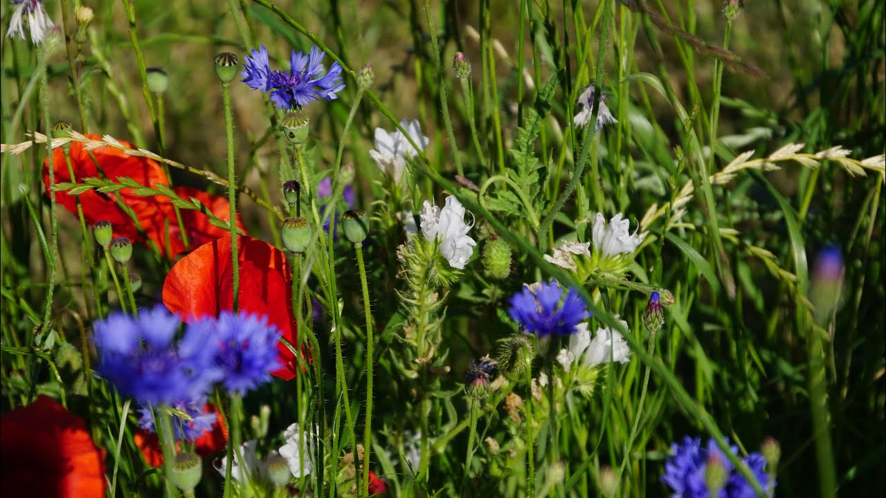 Blumenwiese am Ortseingang von Balzhofen aus Richtung Zell