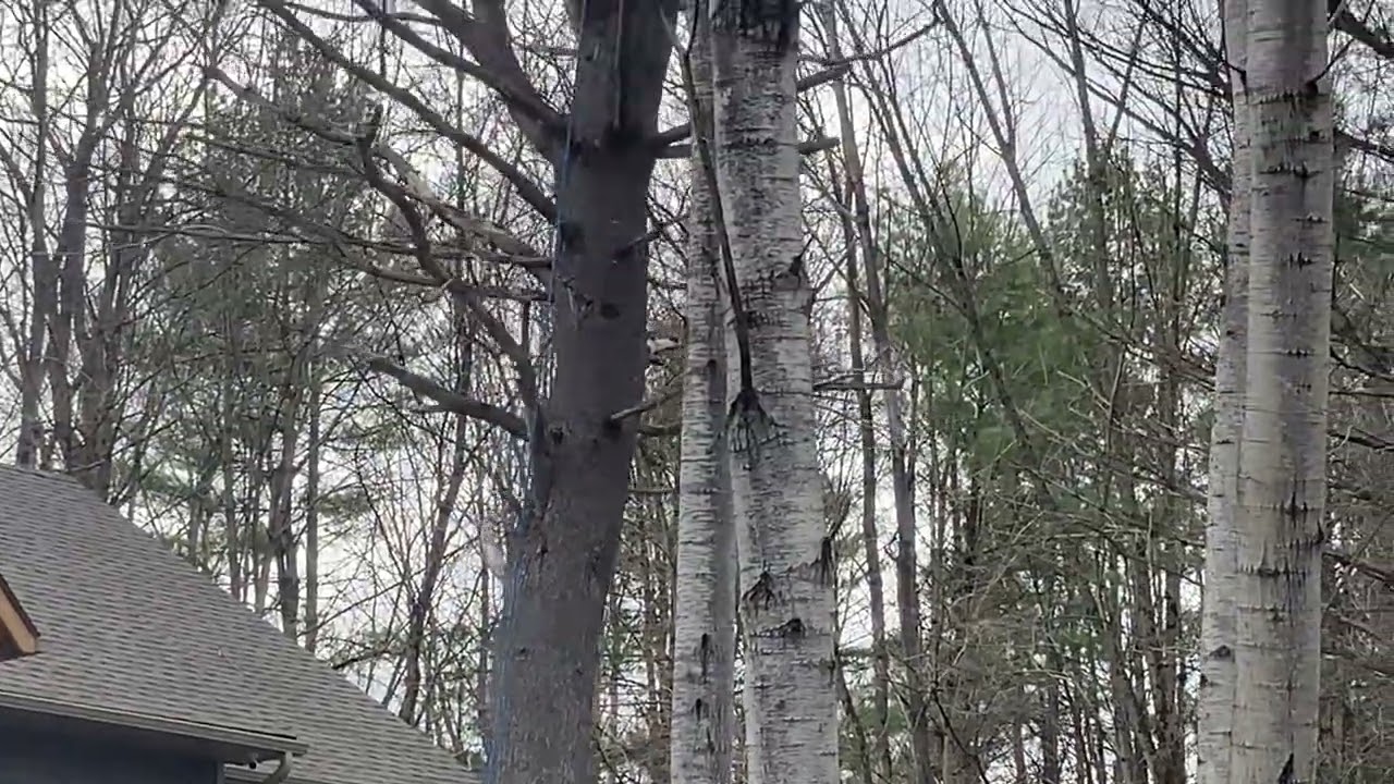 Tree coming down