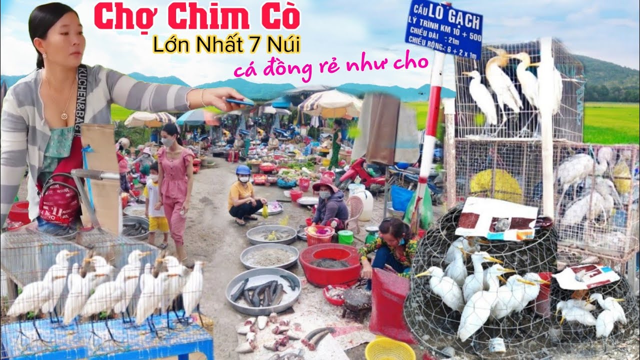 Chợ chim cò, cá đồng rẻ như cho đổ đống lề đường nổi tiếng vùng rừng Lương An Trà 7 Núi An Giang