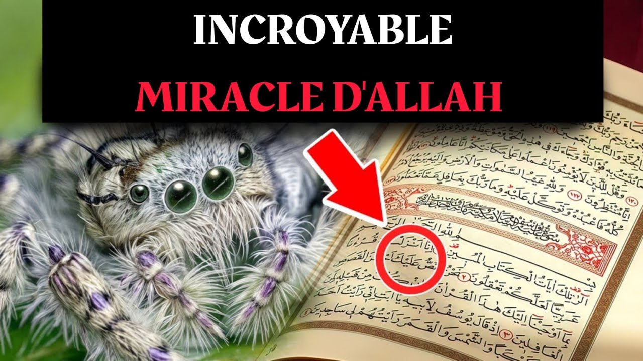 POURQUOI ALLAH A-T-IL CRÉÉ LES ARAIGNÉES?
