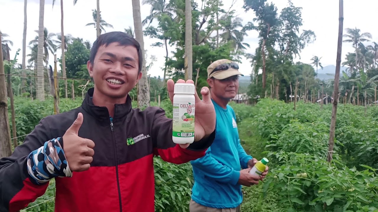 Delta King Para sa Tanim na Kamatis [Kontra tomato Bug]