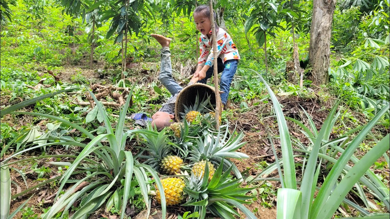 Two brothers went to the garden to pick pineapples, who made pig bran, daily life