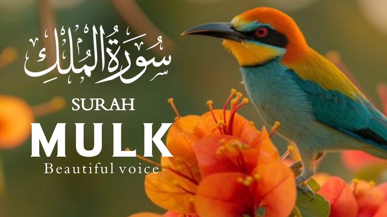 Most Beautiful Recitation Surah Al Mulk سورۃ المُلک 