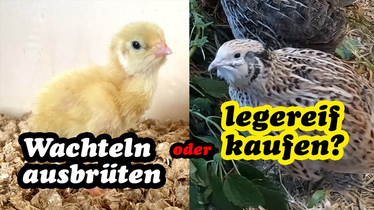 Wachteln ausbrüten oder Wachteln legereif kaufen? Und worauf beim Wachteln kaufen achten?