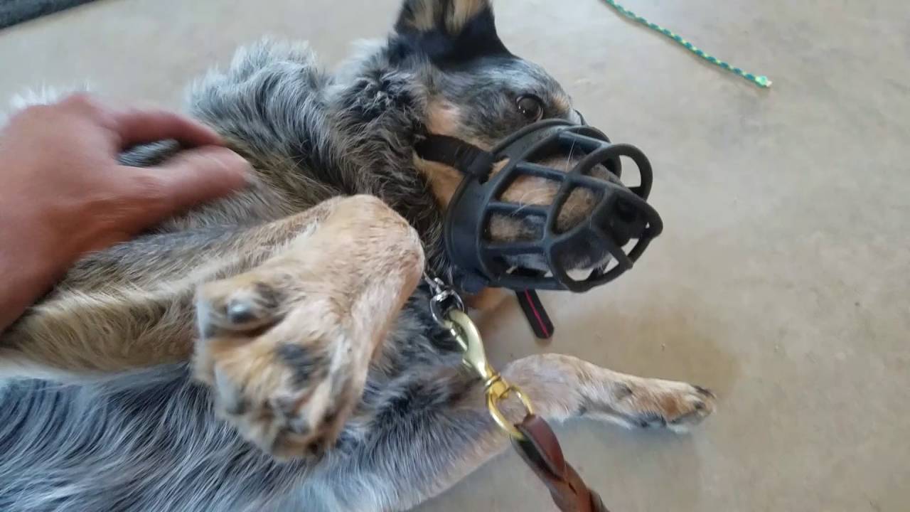 Blue heeler, dog & human aggression, day 2