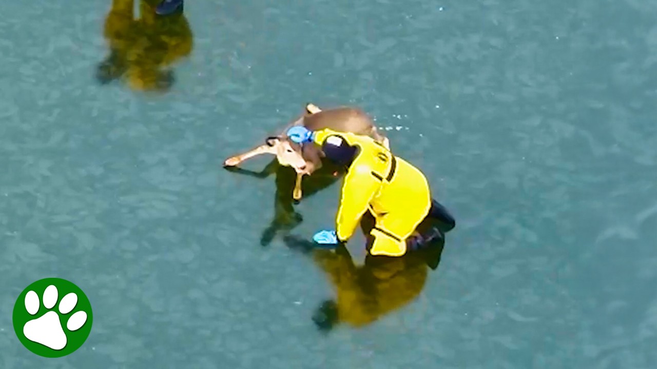 Firefighter Makes Deer Feel Safe During Rescue