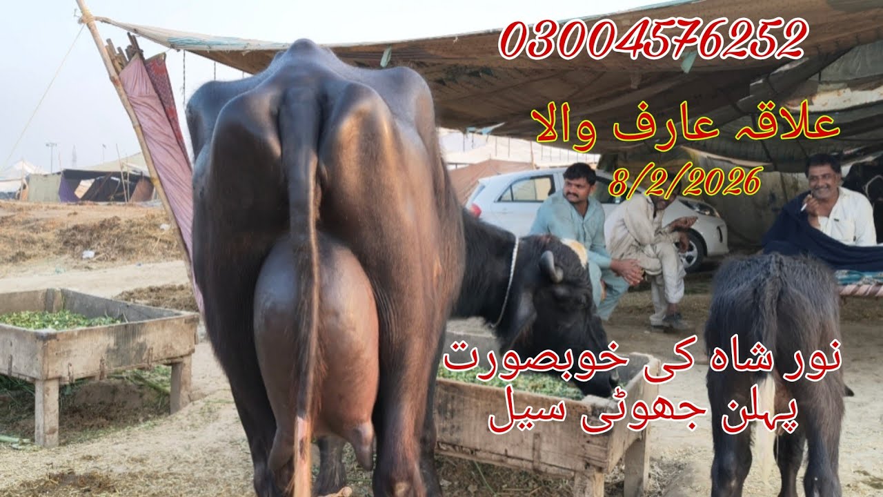 Noor Shah ki top buffalo sale Okara Animal Tv 03004576252/8/2/2026/لوکیشن عارف والا