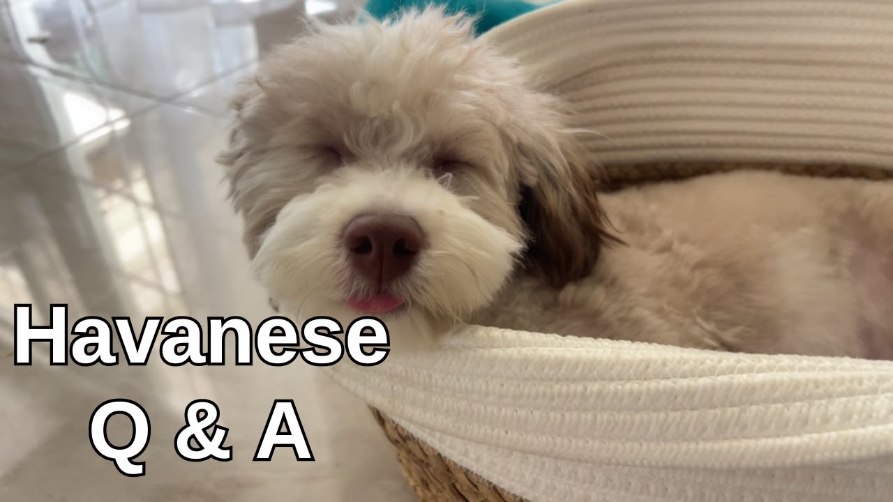 Havanese 101: Everything you need to know: Answering Commonly Asked Questions about a Havanese Puppy