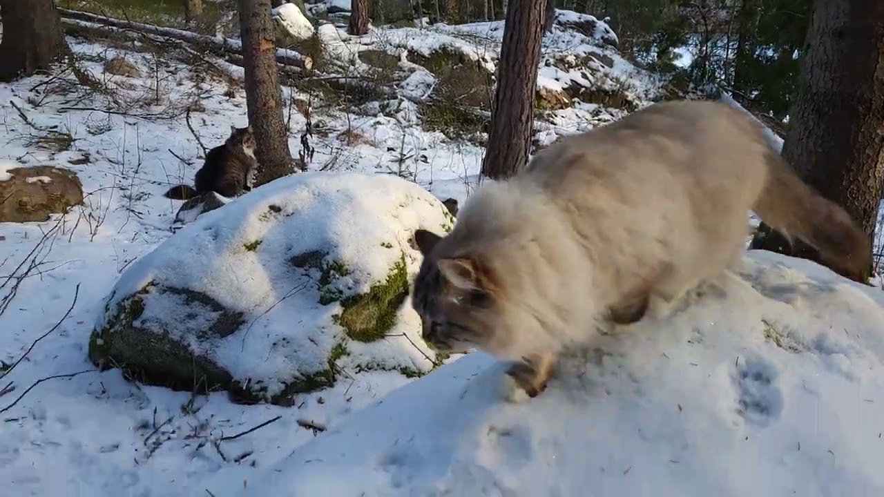 Norwegian Forest & Neva Masquerade in the forest.