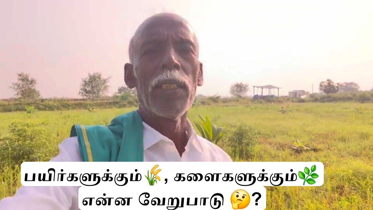 பயிர்களுக்கும், களைகளுக்கும் என்ன வேறுபாடு 🤔🌿🌾 #villagelife #agriculture #tamilculture #tnfarmers 