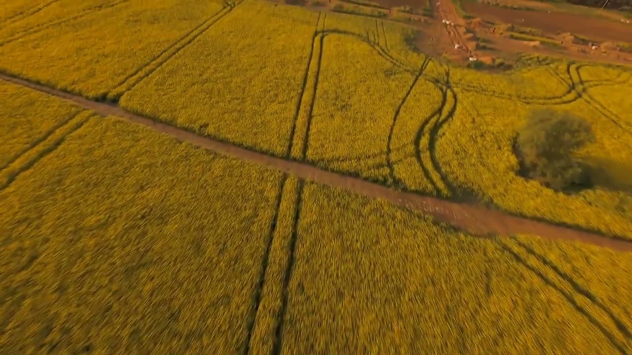 DJI Avata2 Cinematic crash in the rapeceed field