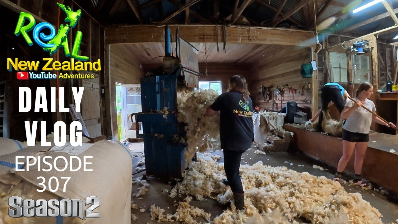 Sheep shearing and farm work [Life in New Zealand season 2#307]