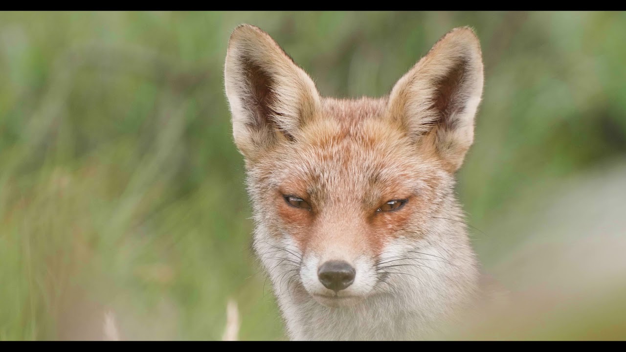 Winner Digiscoper of the year 2018, Coast Dune Forest and Field