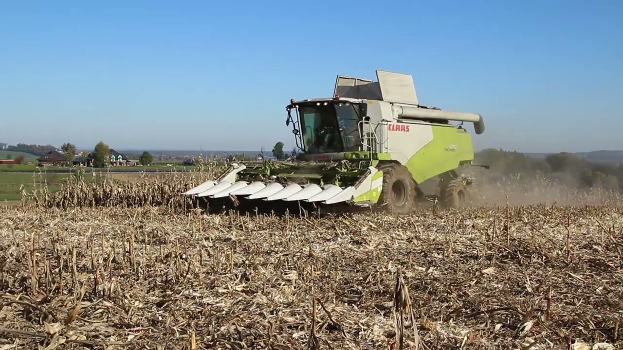 Zbiory kukurydzy 2024 w Gr Skolarus... Claas Tucano 570