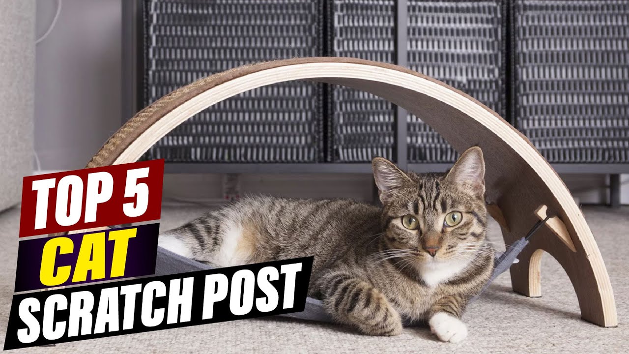 Cat Scratch Post Showdown: Top 5 Picks & Why They Matter