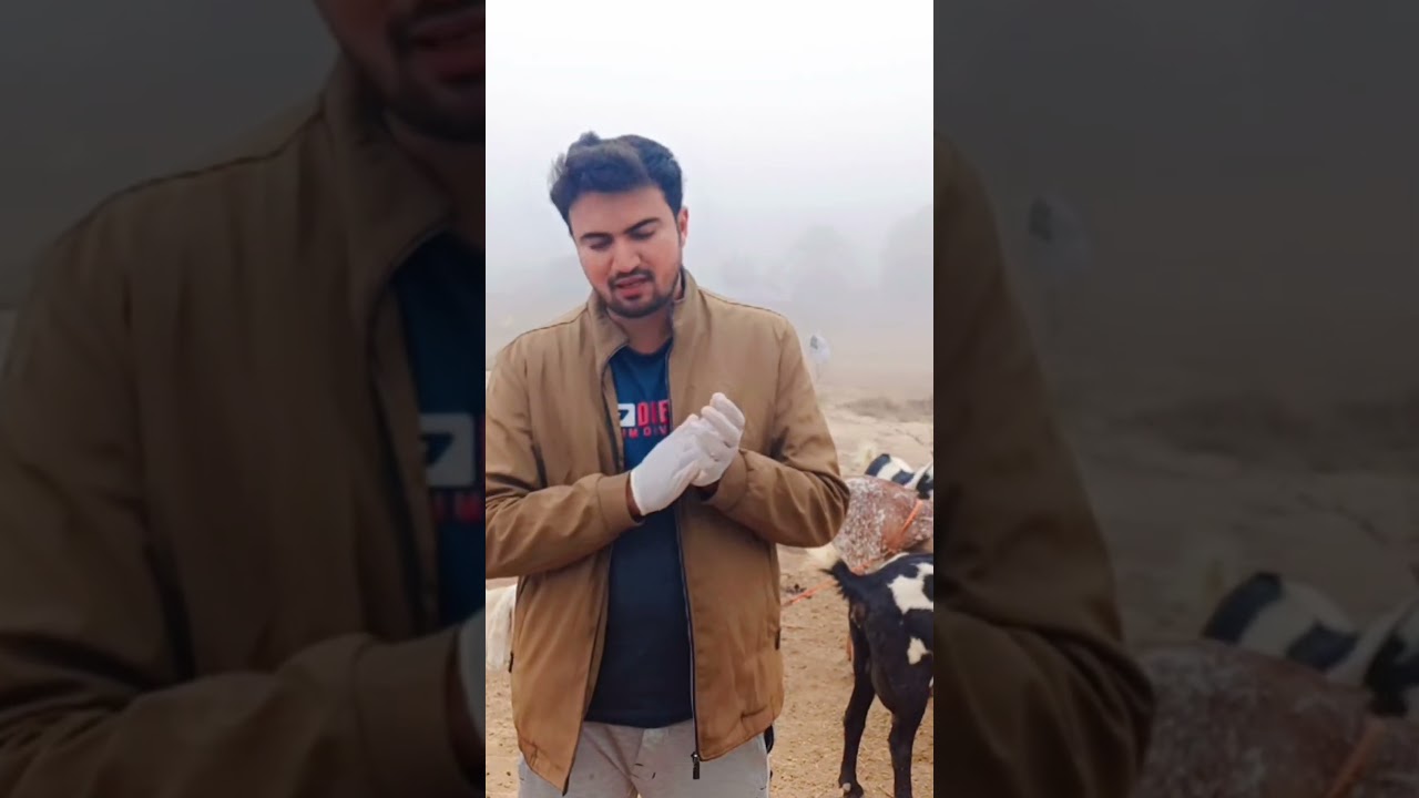 ccpp vaccine and diesese overview in goats #cow #goats #dairyherd #farming