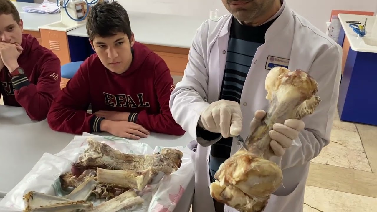 Destek ve Hareket Sisteminde Kemik ve Kas İncelemesi