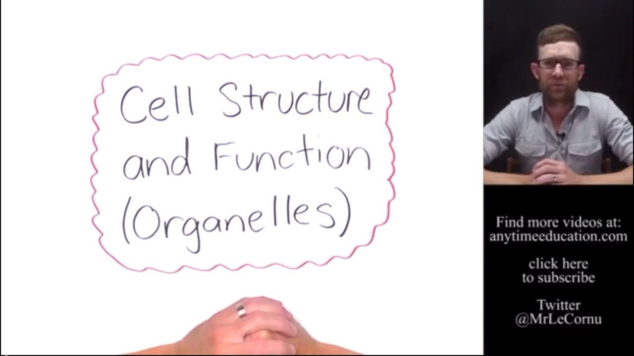 Cell Structure and Function - Organelles