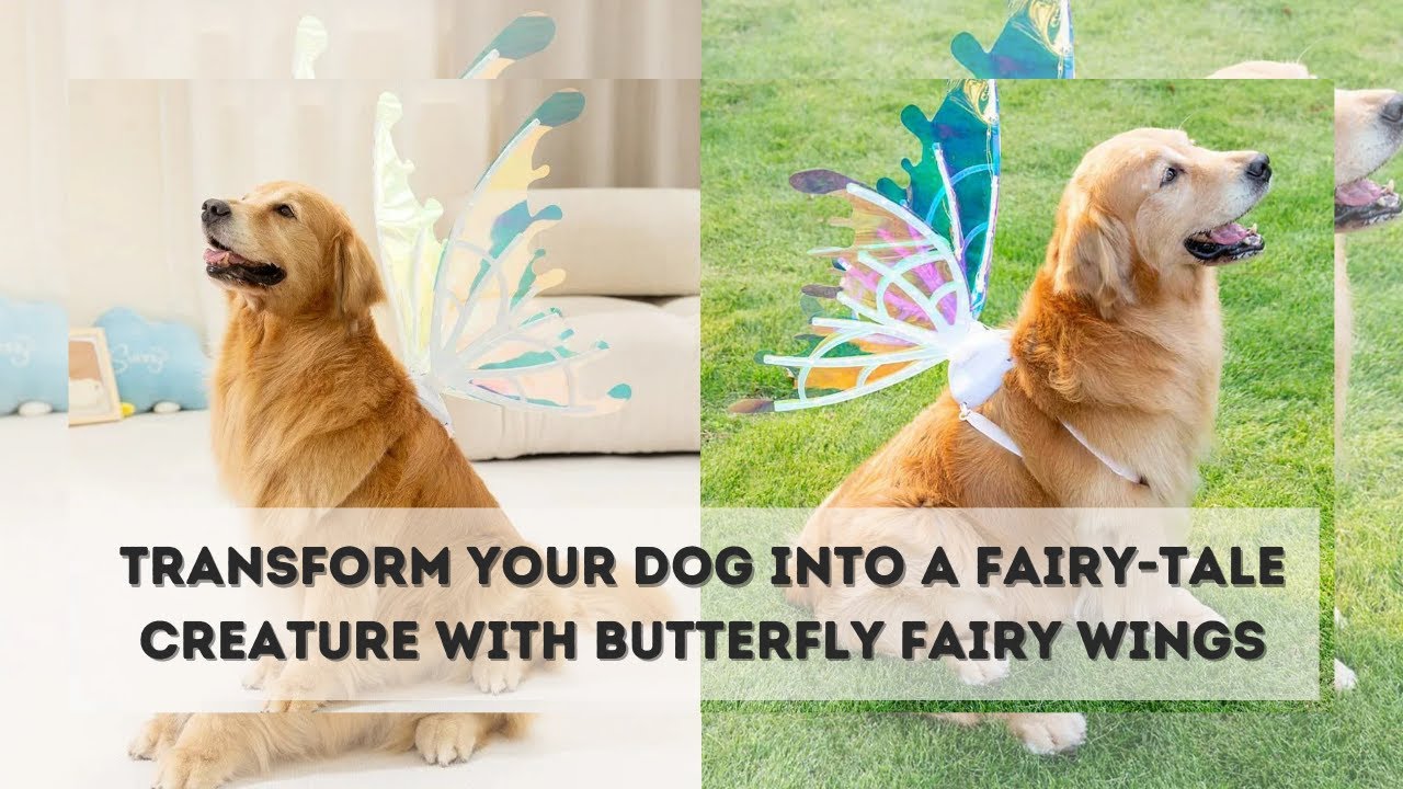 Butterfly Fairy Wings for Dogs - Enchanting Pet Accessory