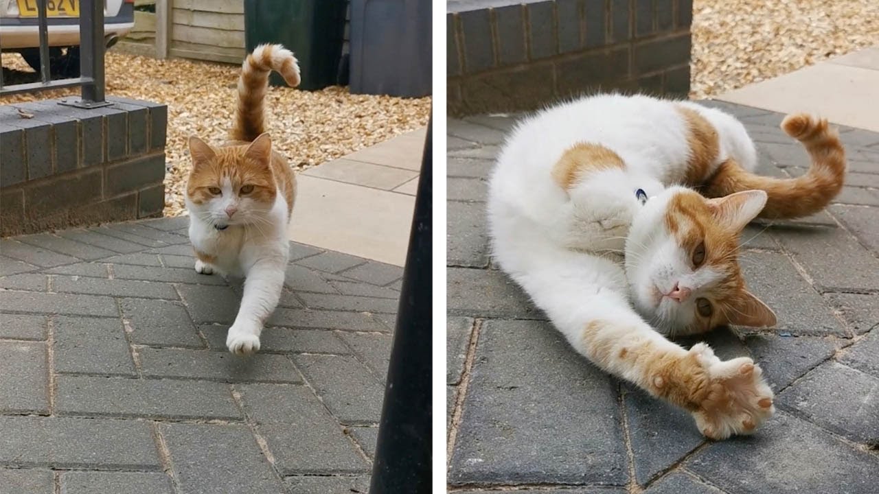 Adorable Three-Legged Cat Becomes Cover Star