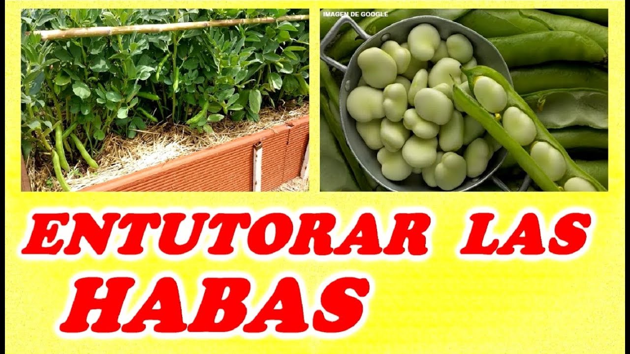 Entutorado de las Habas y su Recolecci&oacute;n // Todo Huerta y Jard&iacute;n