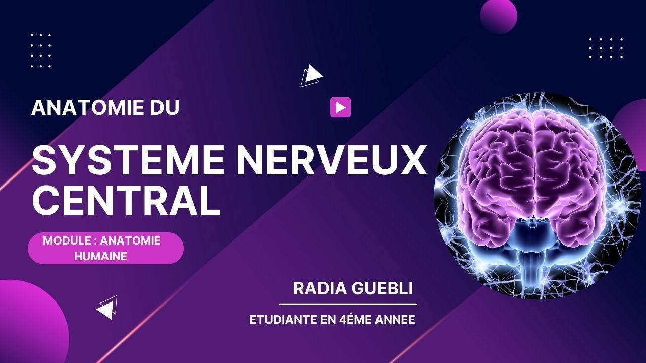 le système nerveux central ( 1ére année Med dentaire) بالدارجة