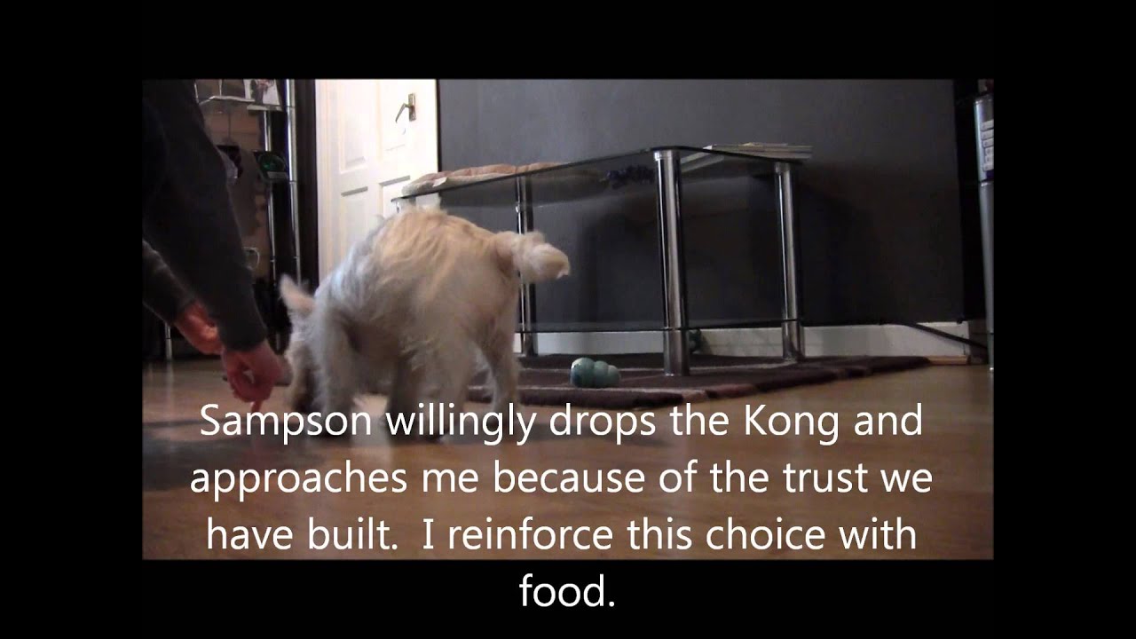 Teaching a dog to be less possessive - part 1