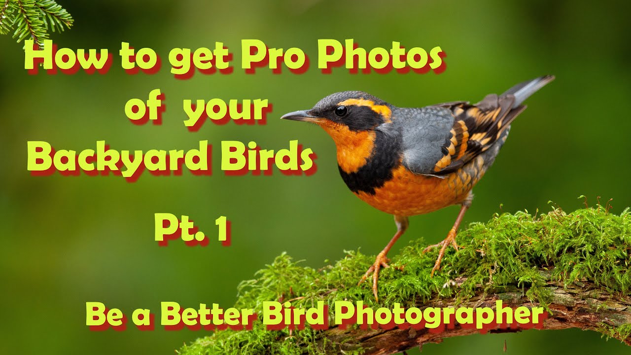 Backyard Bird Photography Part 1 of my comprehensive series on setting up your yard for pro photos