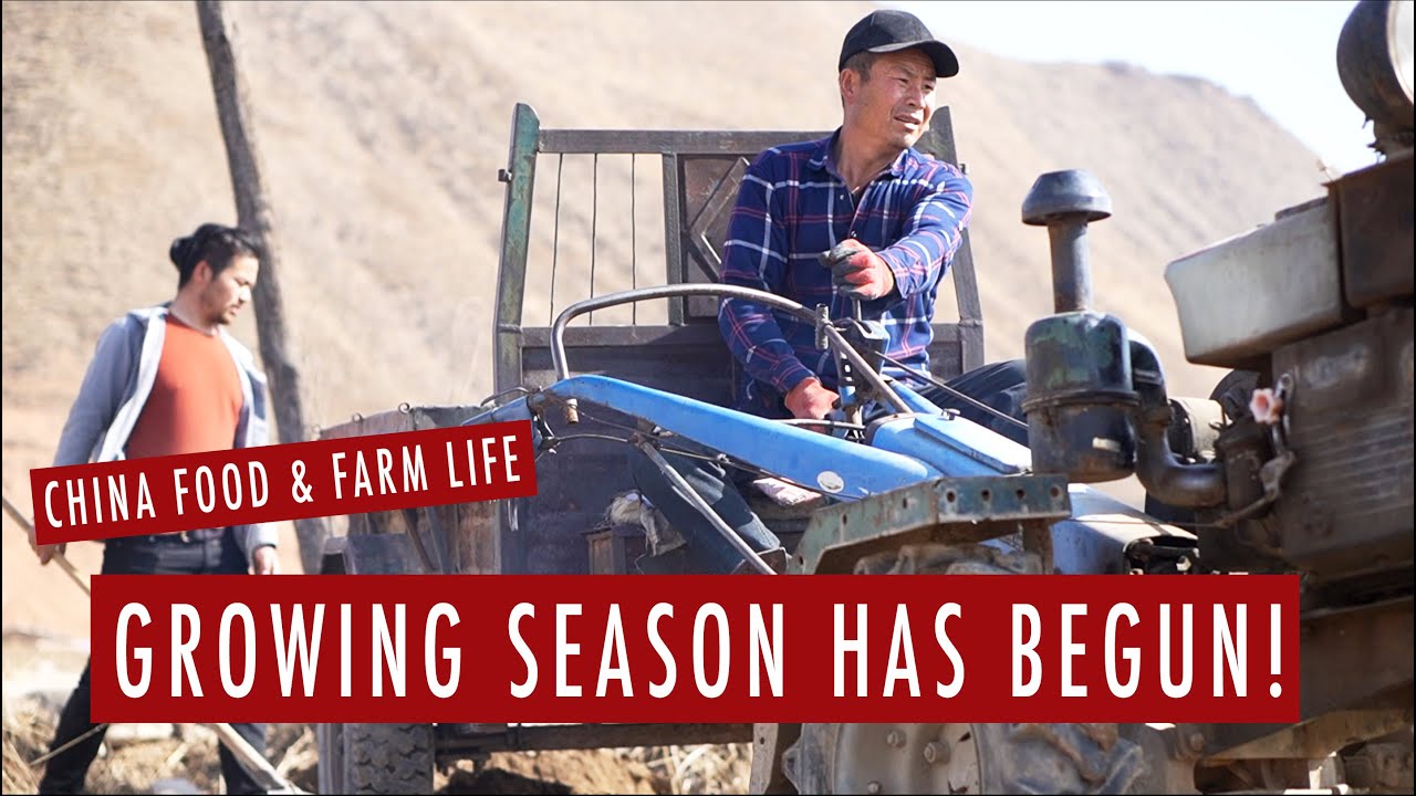 Preparing the Soil in Rural China & Making Purple Potatoes Snacks