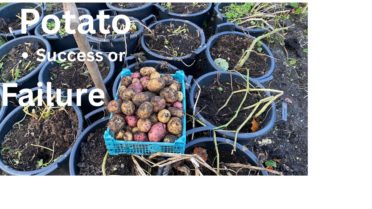 Late November potato harvest after snow and heavy rain and a spring bulb update 