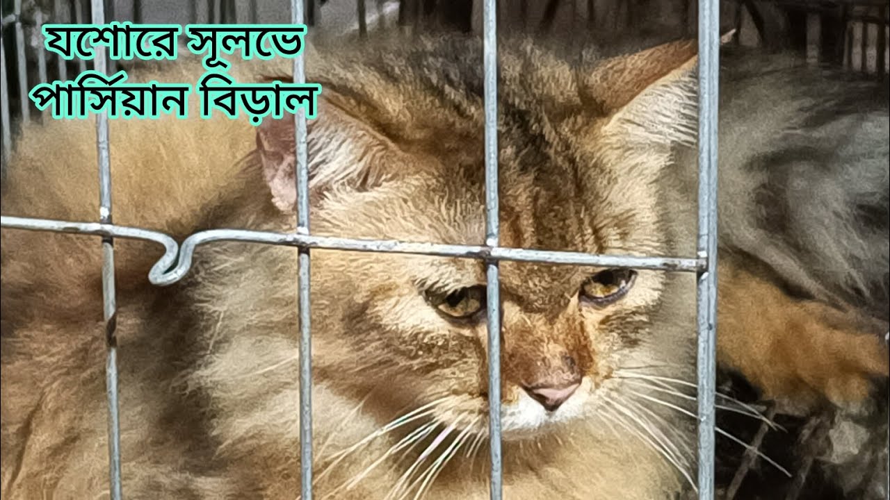 পার্সিয়ান বিড়ালের দাম || cat price at jashore || যশোরে সূলভ মূল্যে পার্সিয়ান বিড়াল