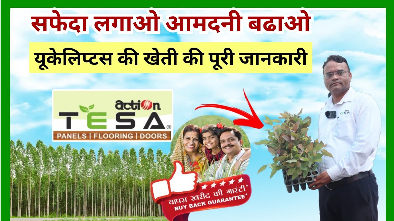 यूकेलिप्टस ,सफेदा की खेती की पूरी जानकारी । EUCALYPTUS FARMING  INFORMATION