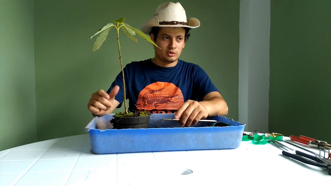 Trasplante prebonsai Persea americana (Aguacate) - Bonsai Ecuador