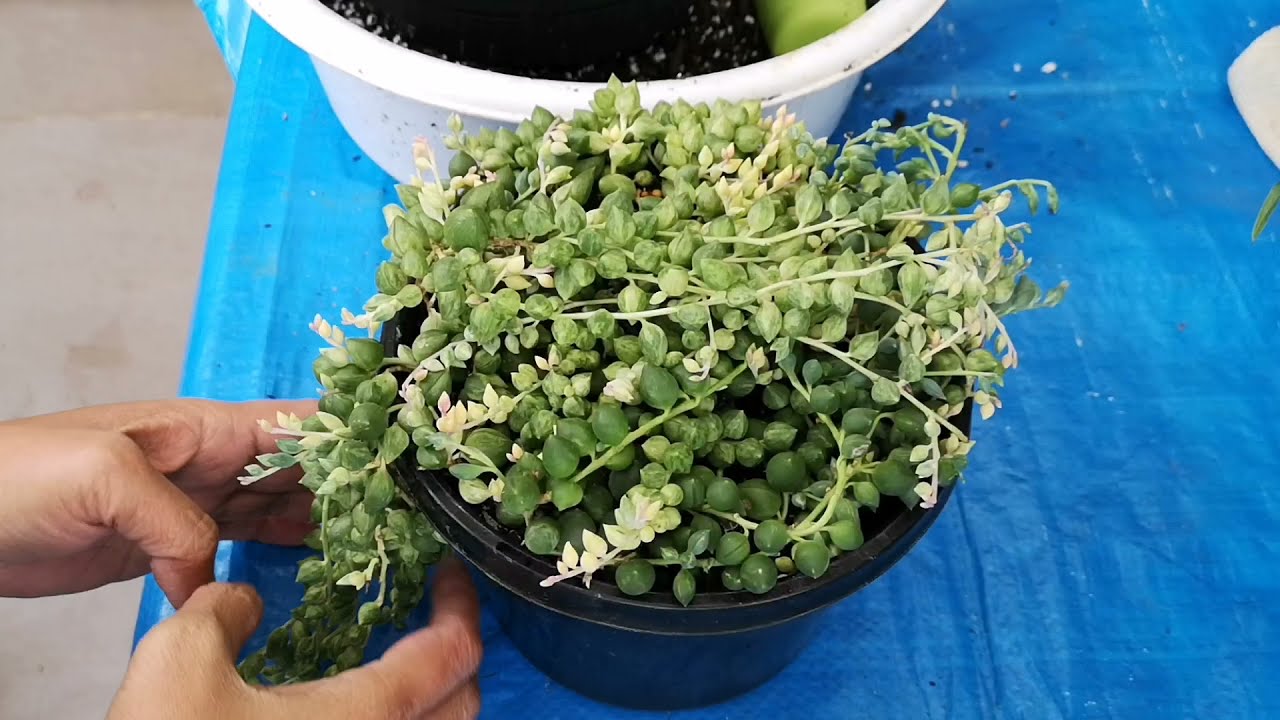 Easy Steps in Repotting Angel Tears Succulent | bikolanahardinera