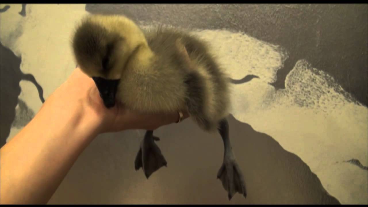 Sleepy Gosling - The Translation